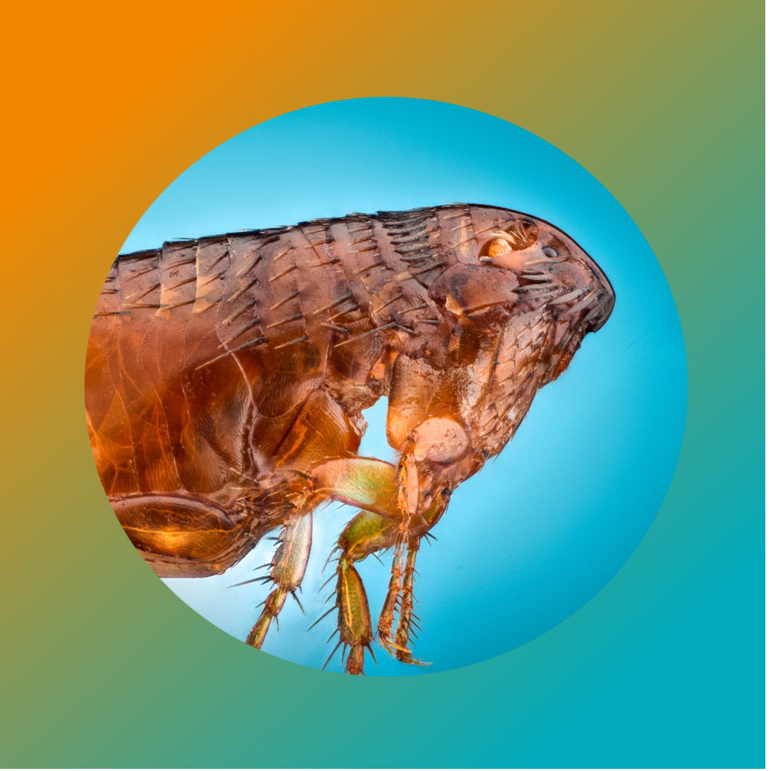 Принокат Принокат