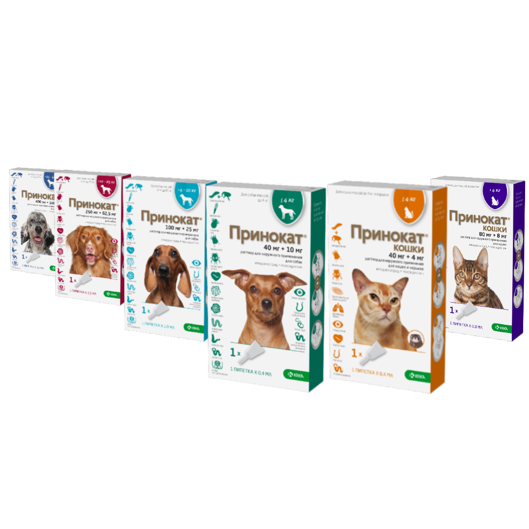 Принокат Принокат