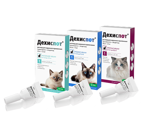 Дехиспот